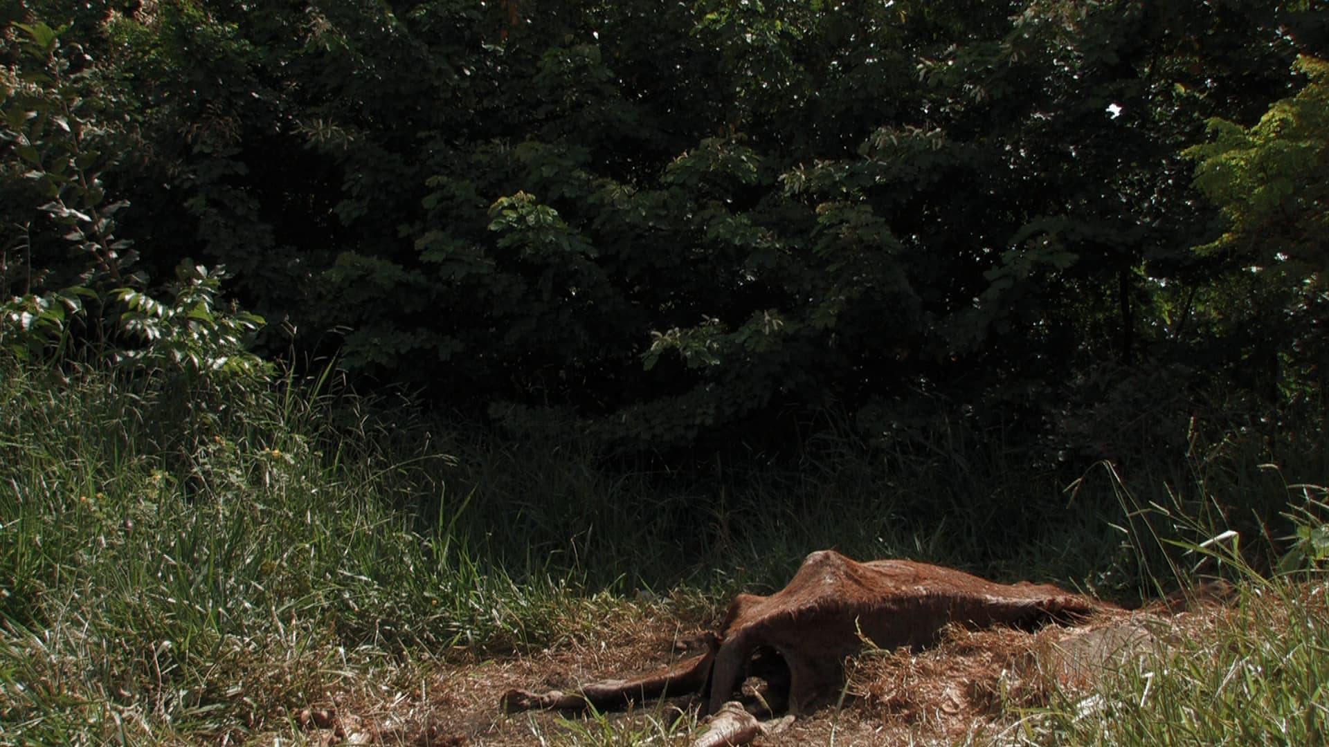 Still do filme Cordis