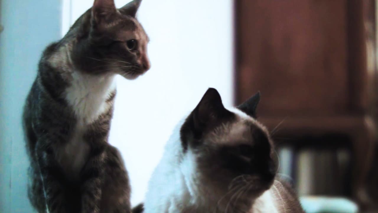 Still do filme O Gato